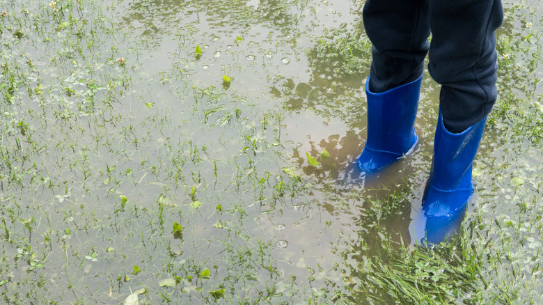 person standing on flooded lawn