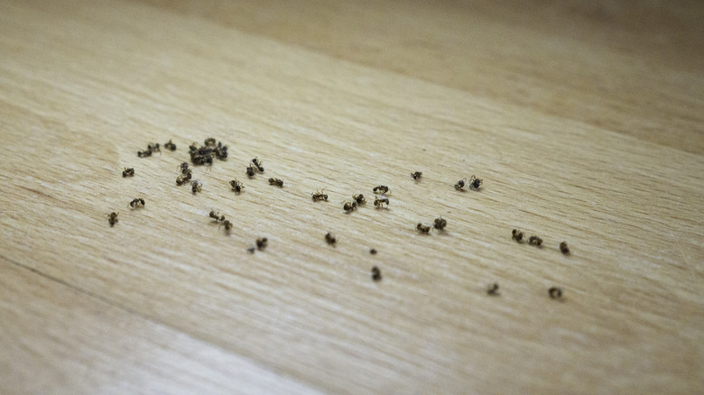 ants on wooden floor 