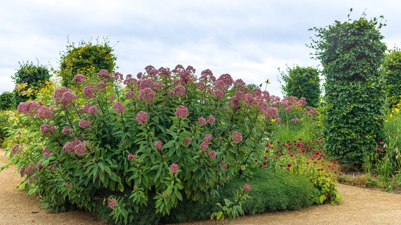 A large clump of Joe Pye weed in a garden