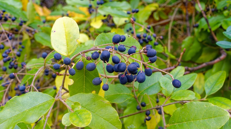 Chinese privet berries close up