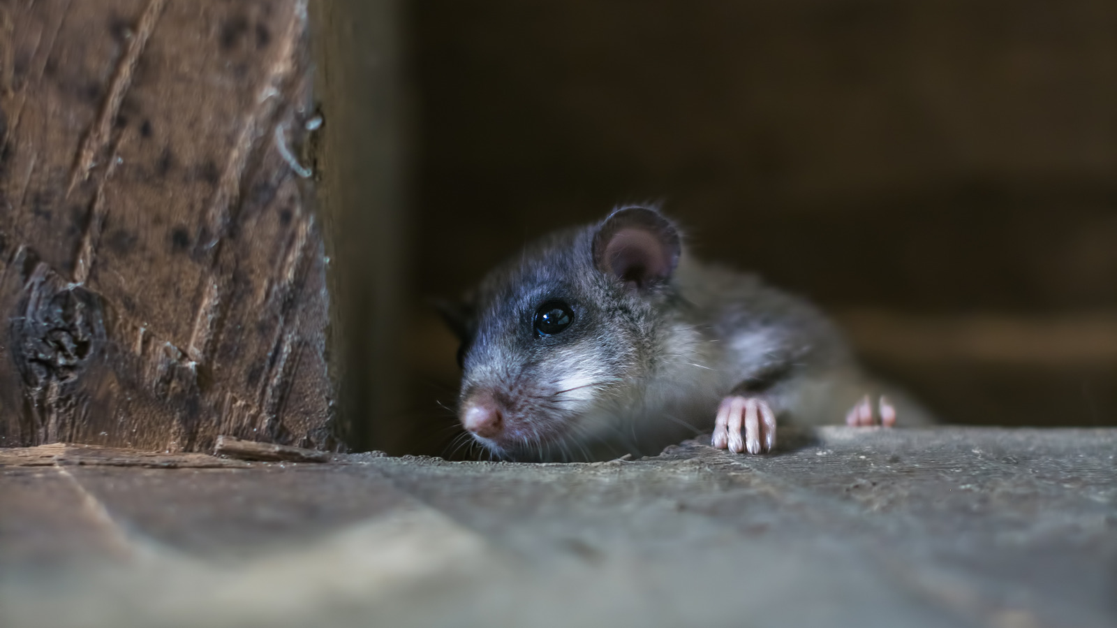 How to get rid deals of mice in attic