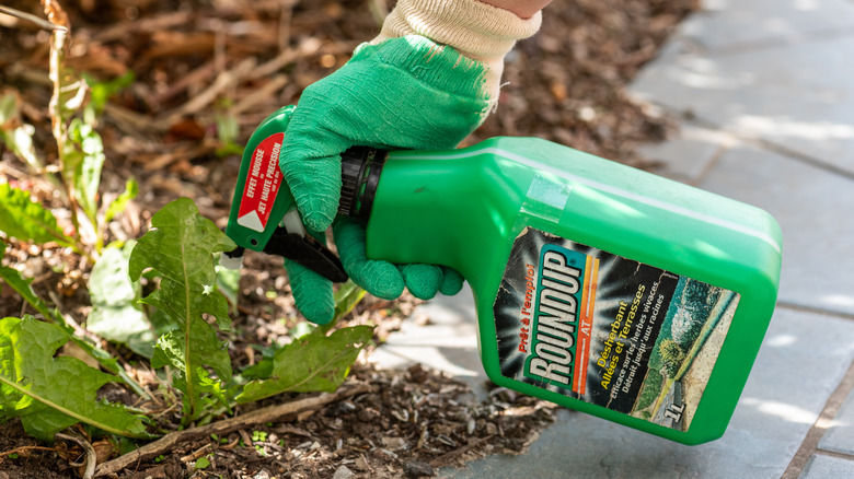 Person spraying bottle of Roundup