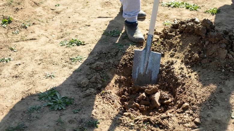 Person digging in soil with a shovel