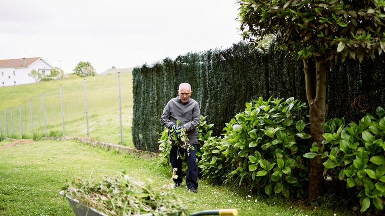 man pulling up tree weeds in his yard