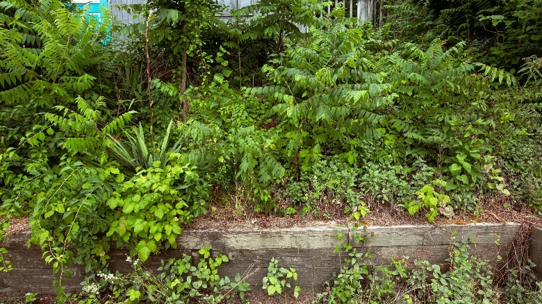 young, green, overgrown weed trees in yard