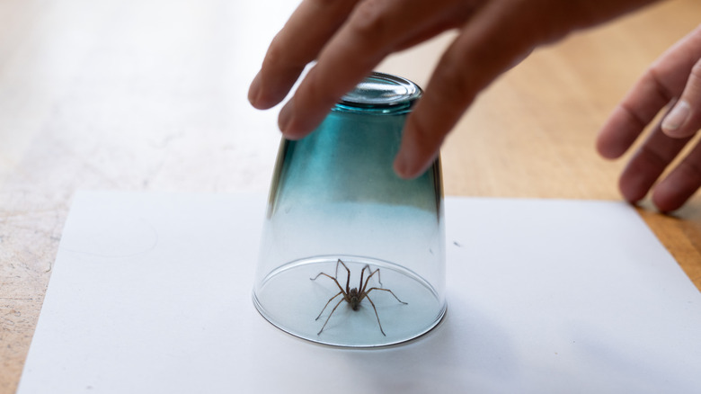 Hand capturing spider in cup