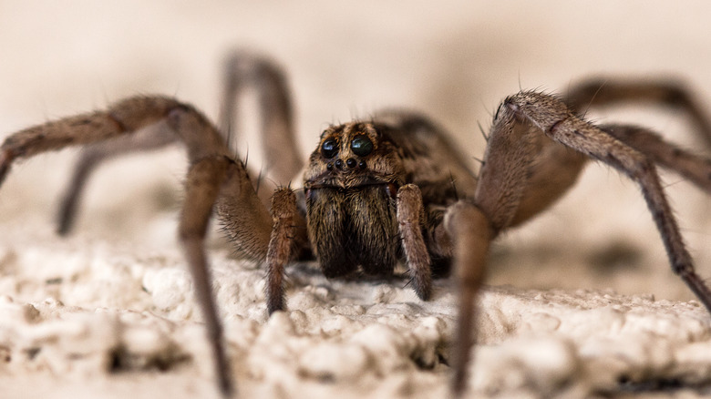 Wolf spider on carpet