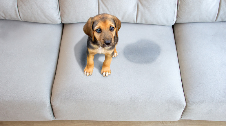 Puppy sitting on stained couch