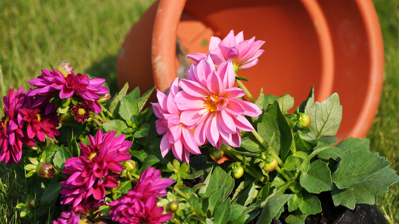 growing dahlias in containers