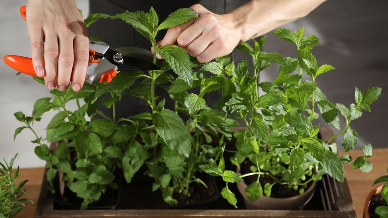 woman tip pruning mint plant