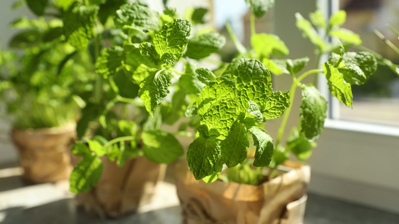 mint plant on sunny windowsill