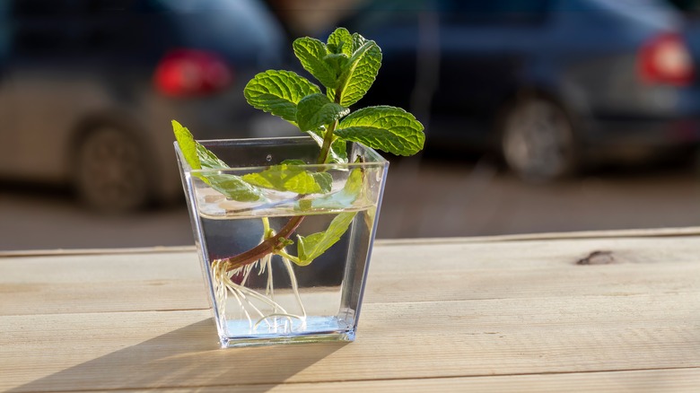 mint cutting rooted in water