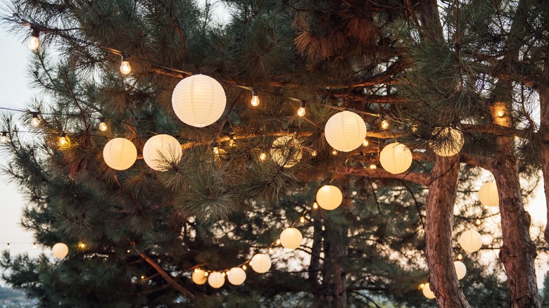 string lights in tree