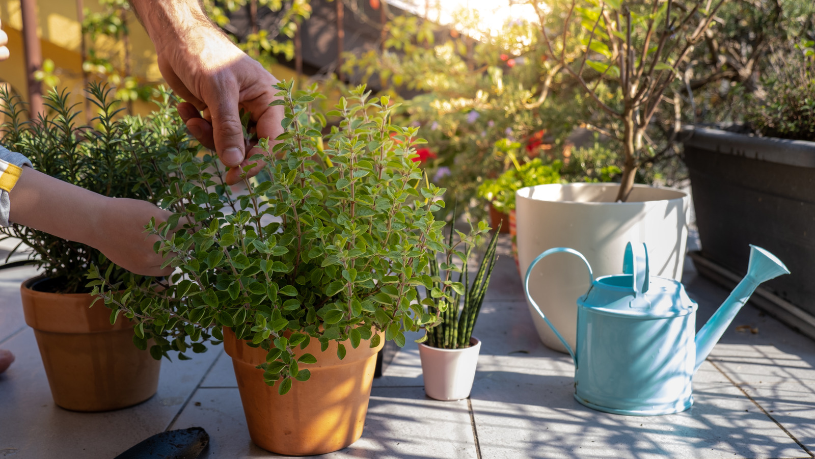 The Best Way To Harvest Oregano From Your Garden