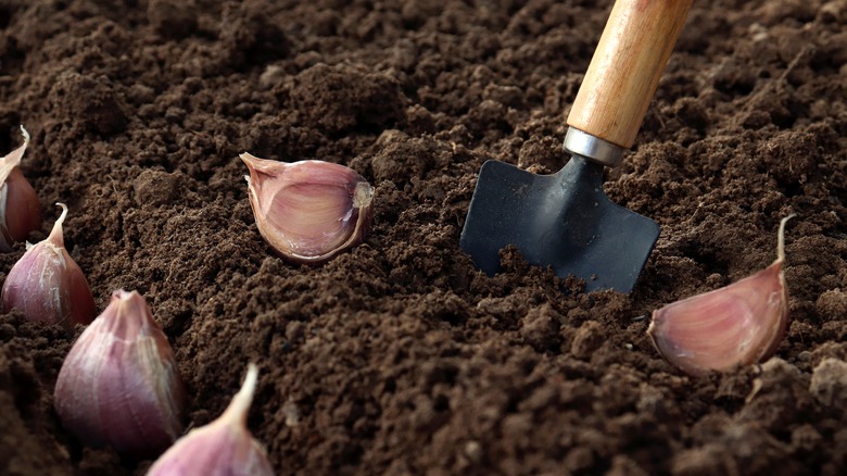 planting garlic