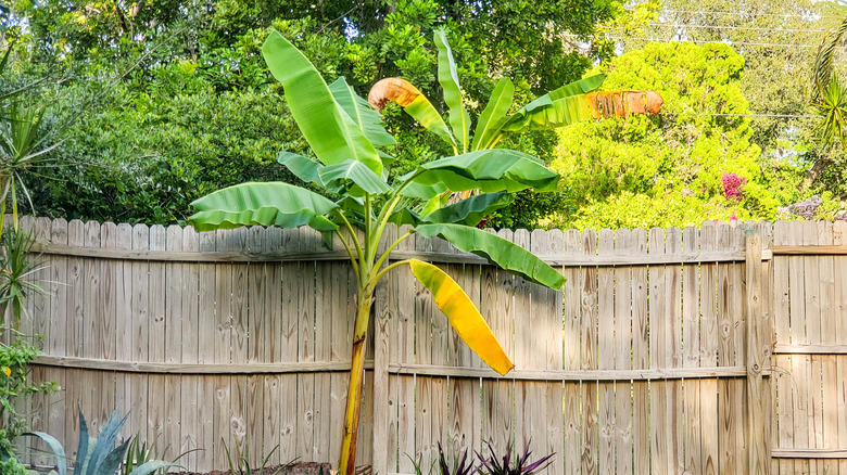 Banana tree in backyard
