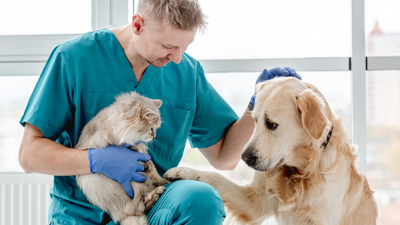 cat and dog with veterinarian