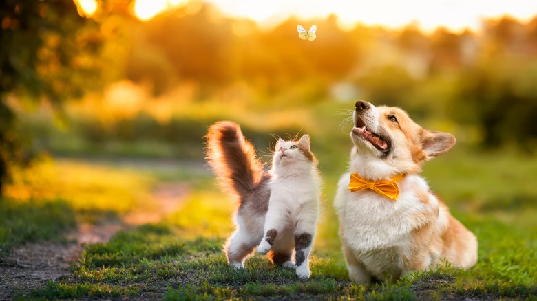 cat and dog chasing butterfly