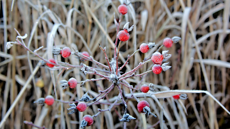 Leafless rose bush with hips