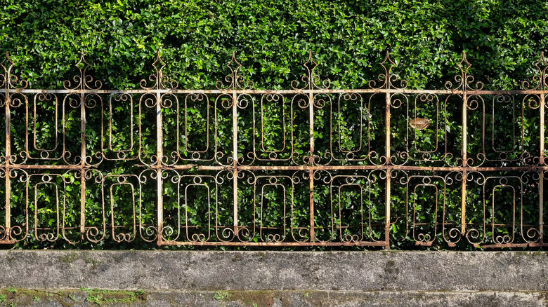 rusty white wrought iron fence