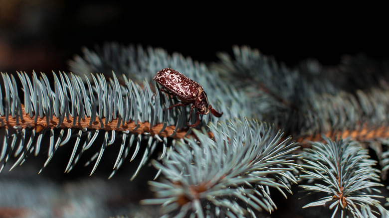 insect on pine tree branch