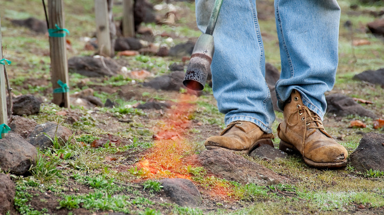 burning weeds with torch