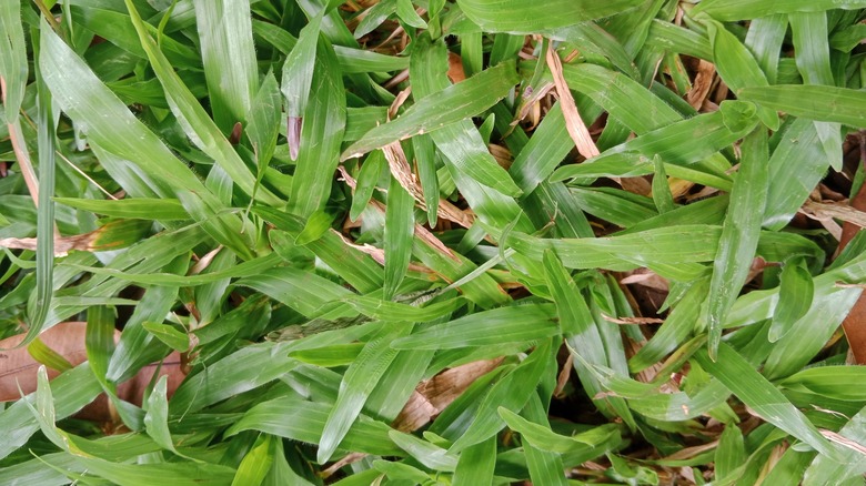 carpetgrass growing in a lawn