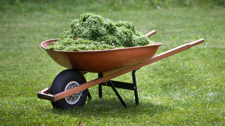 wheelbarrow of grass clippings