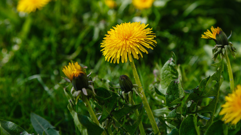 yellow dandelion s