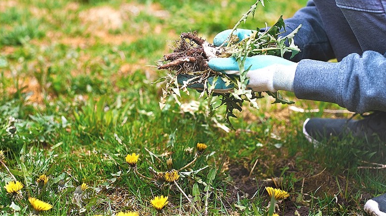 person removing dandelions from yard