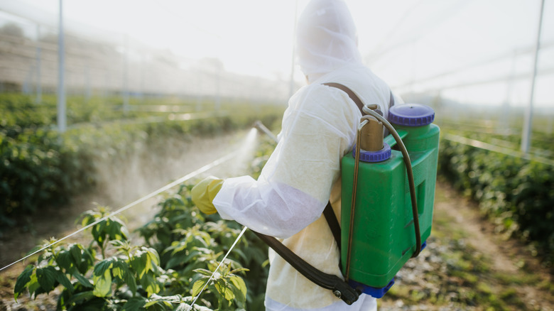 person spraying herbicide