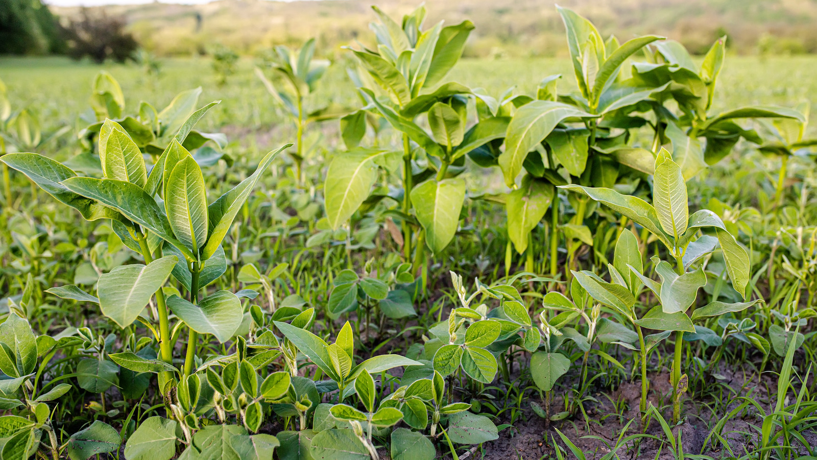 The Best Way To Prevent Lambsquarters Weeds From Growing Wild In Your ...