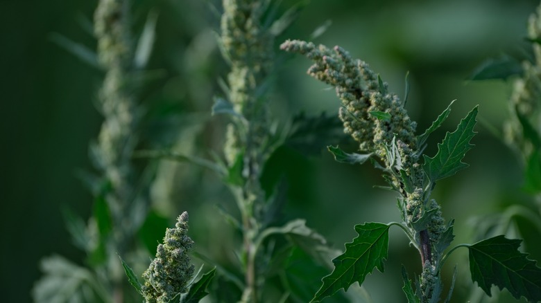 close up of lambsquarters plant