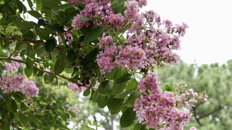 Close-up of crepe myrtle tree