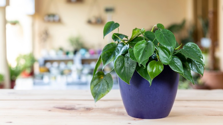 heartleaf philodendron in a planter