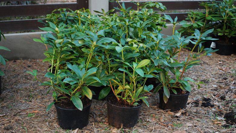 young rhododendrons in pots