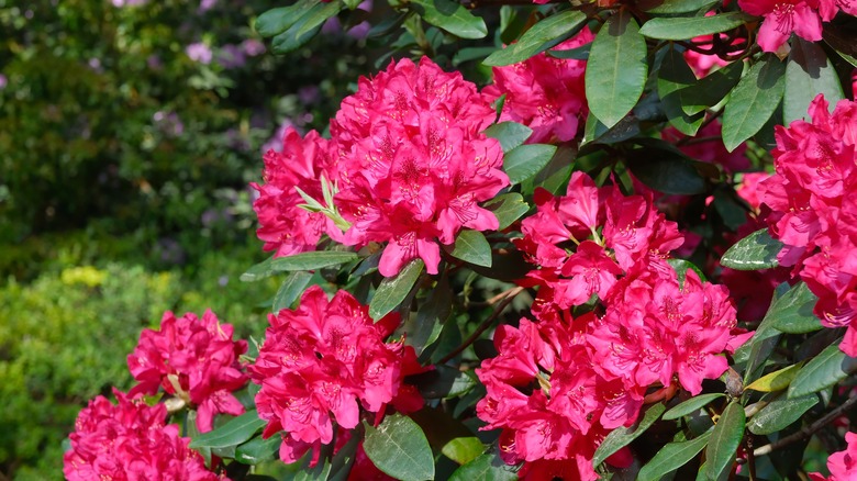 gorgeous red rhododendron flowers