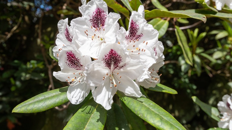 gorgeous rhododendron in bloom