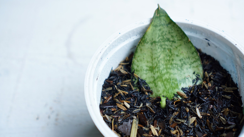 snake plant cutting in soil