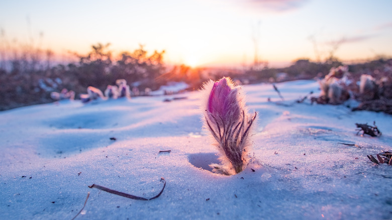 A pasque flower blooms through the snow