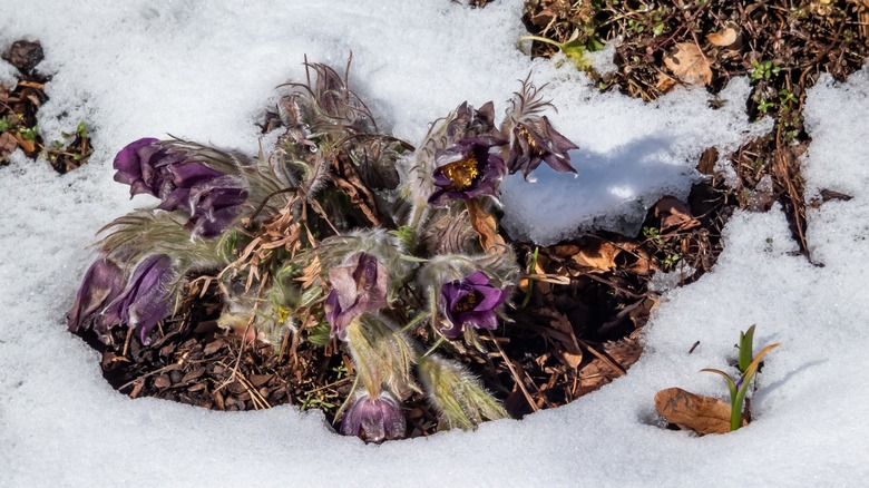 A clump of dormant pasque flowers is surrounded by mulch and snow..