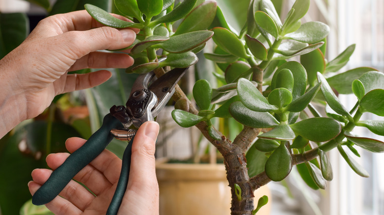 A person using pruner to trim a jade plant