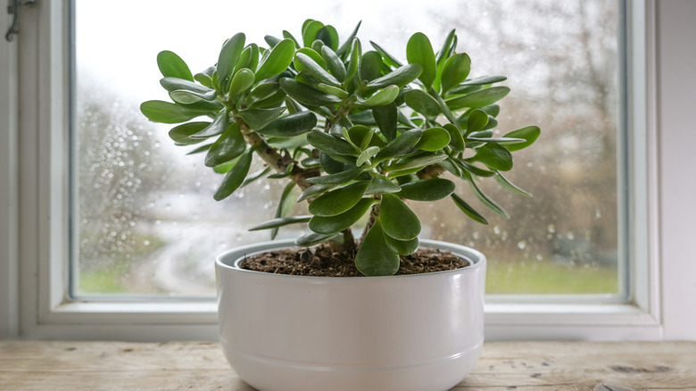 A healthy jade plant on a windowsill.