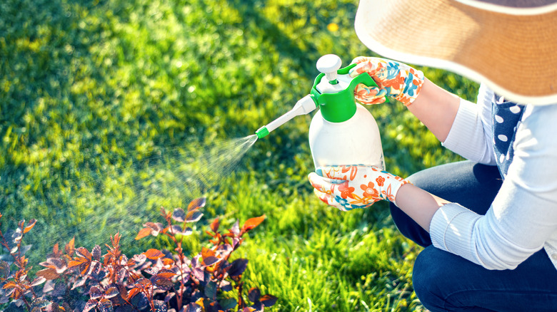 person spraying lawn