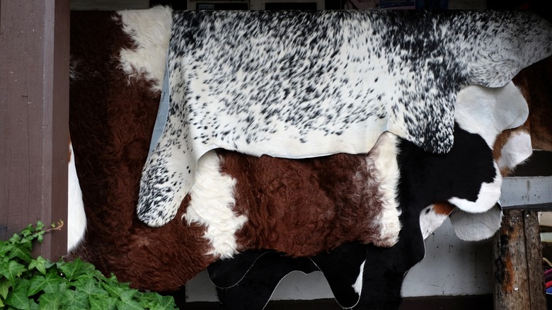 Cowhide rugs draped over rod