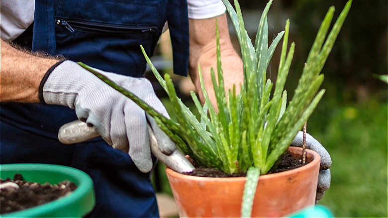 Caring for aloe vera