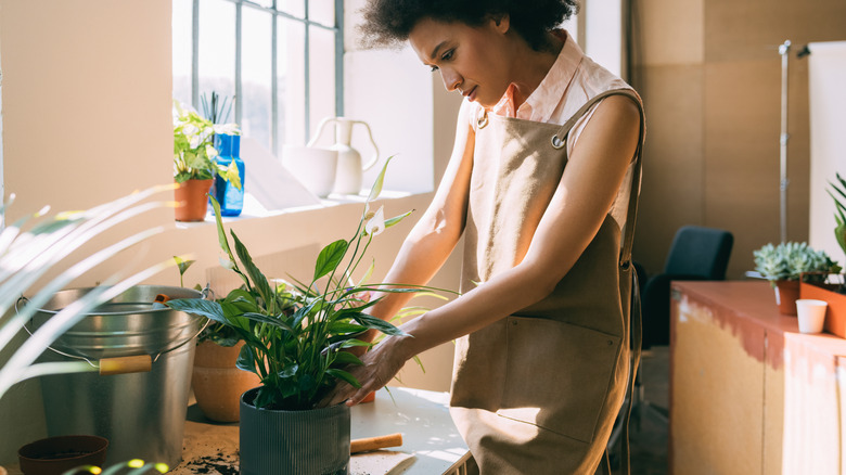 A woman is patting down the topsoil around a potted peace lily