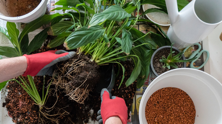 Someone's hands are holding an uprooted peace lily that is surrounded by materials needed for repotting