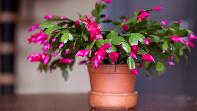 christmas cactus in terracotta pot