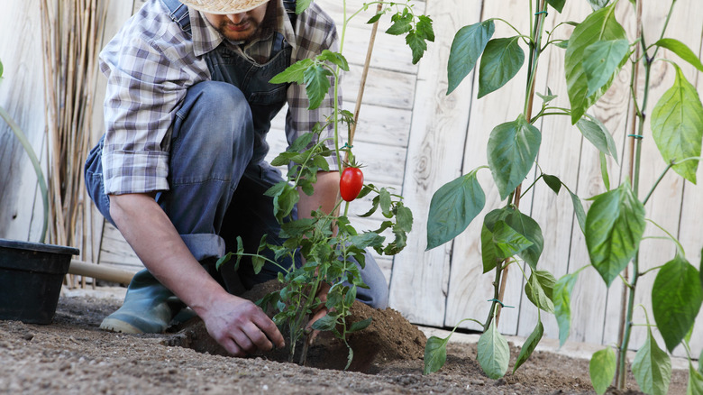 Person planting tomato in soil 